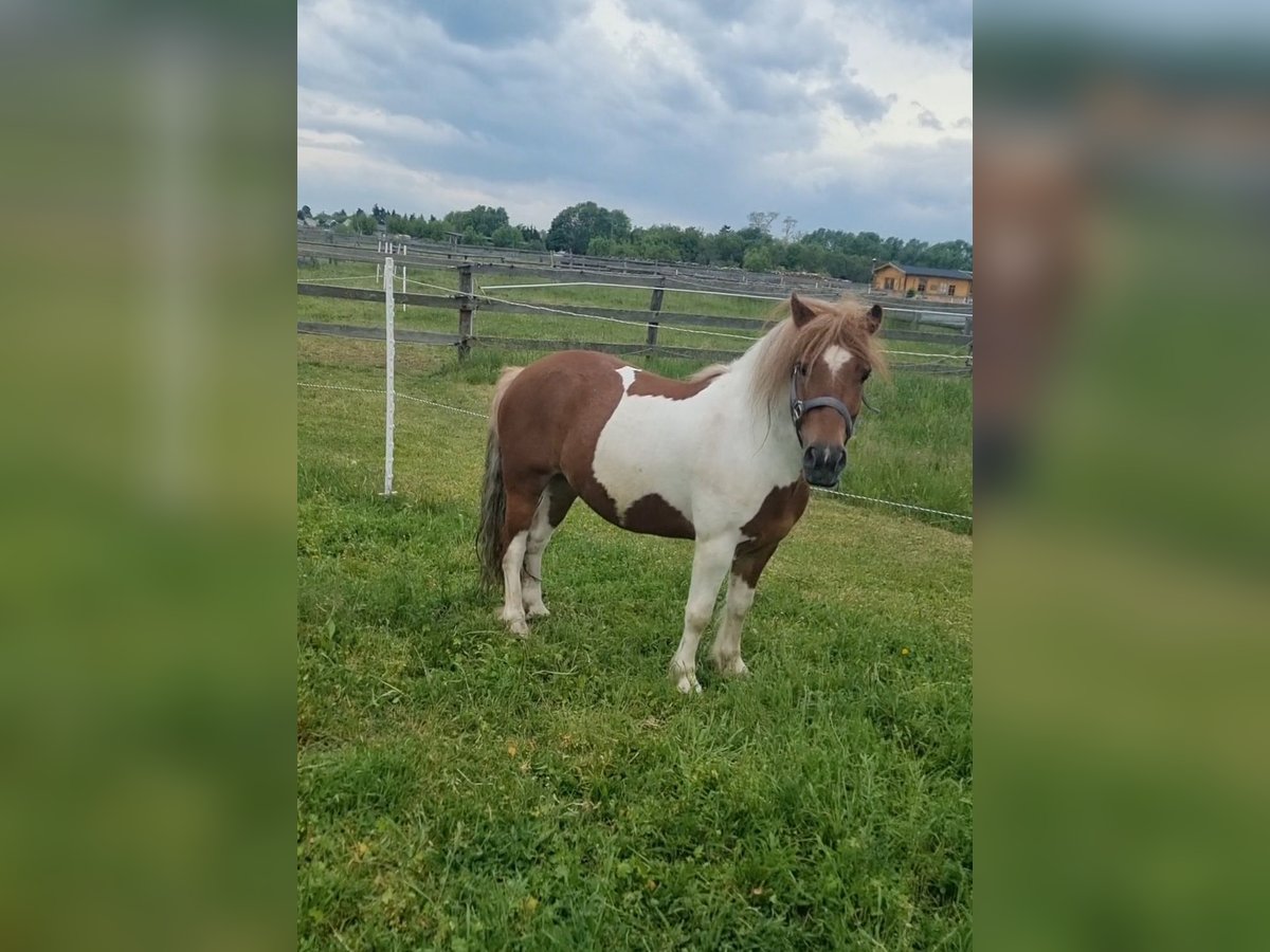 Inne kuce/małe konie Wałach 7 lat 125 cm Srokata in Rechnitz