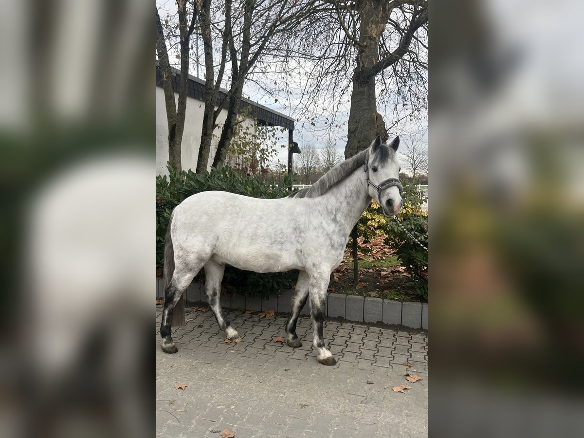 Inne kuce/małe konie Wałach 7 lat 144 cm Siwa jabłkowita in Ahlen