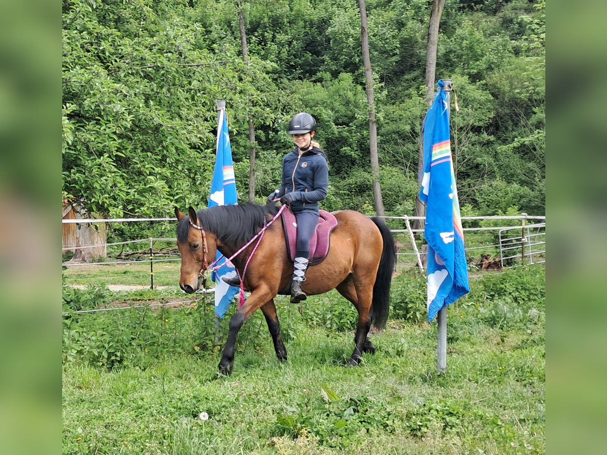 Inne kuce/małe konie Wałach 9 lat 140 cm Gniada in Bayerbach