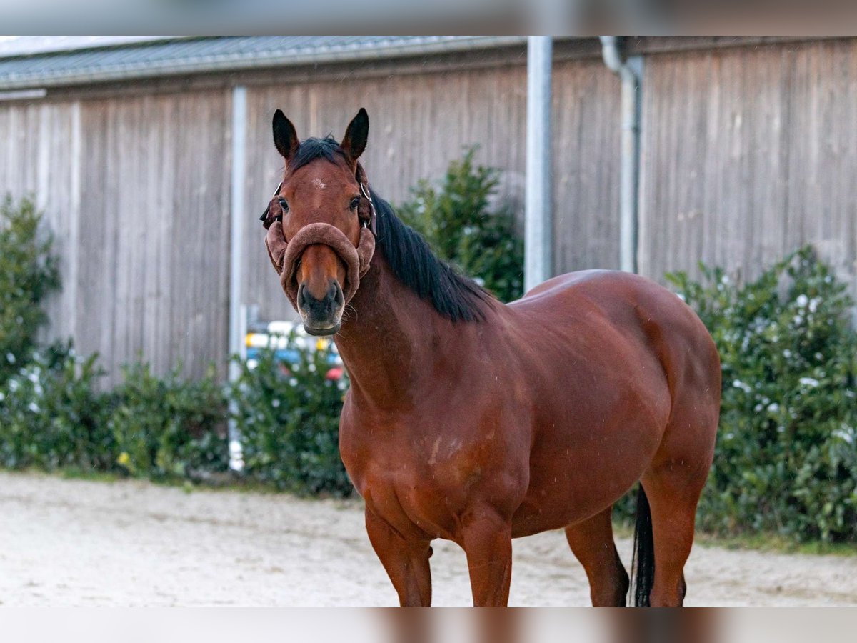 Irisches Vollblut Mix Stute 10 Jahre 155 cm Brauner in Septfontaine