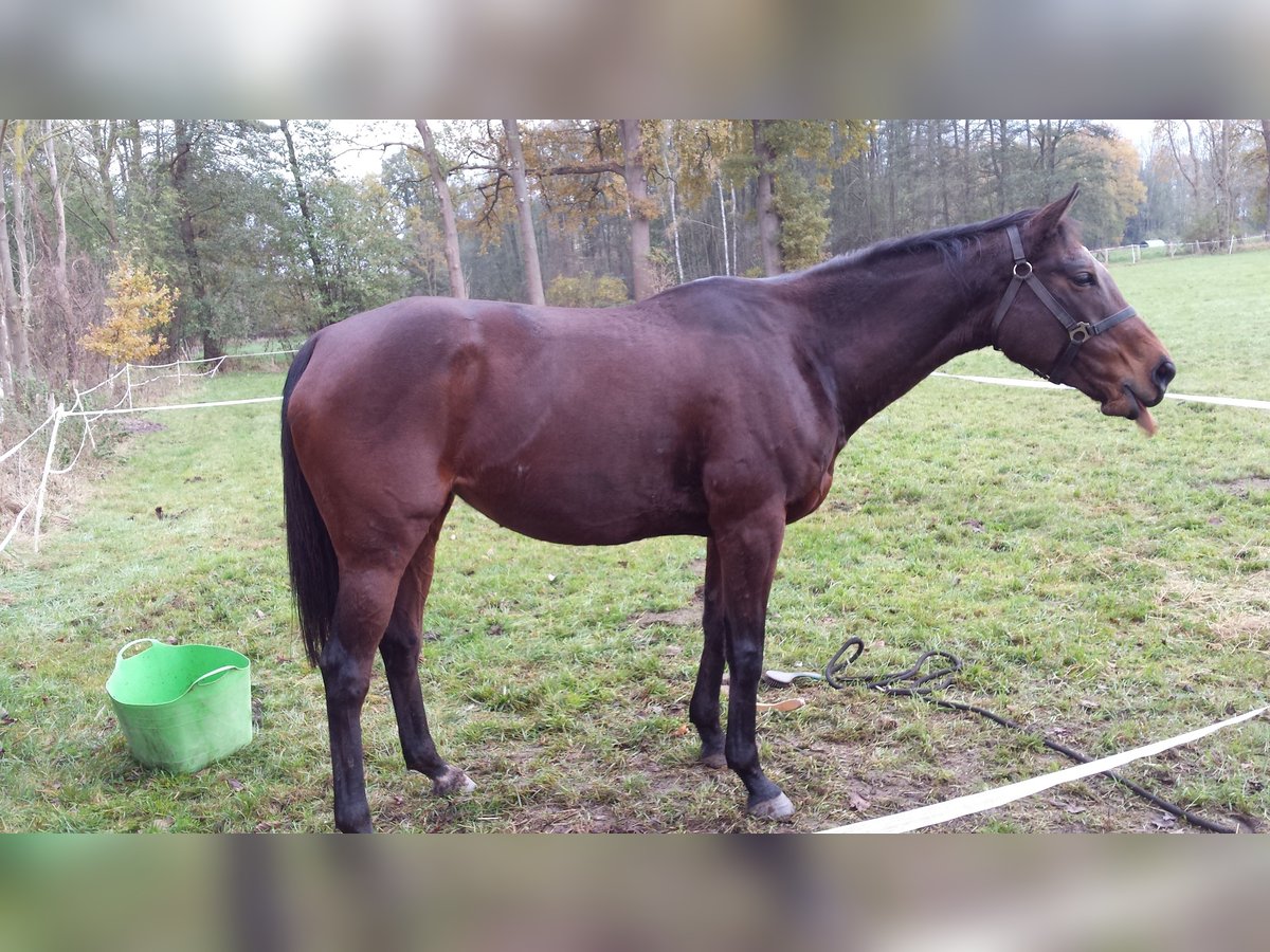 Irisches Vollblut Stute 11 Jahre Brauner in Luckau