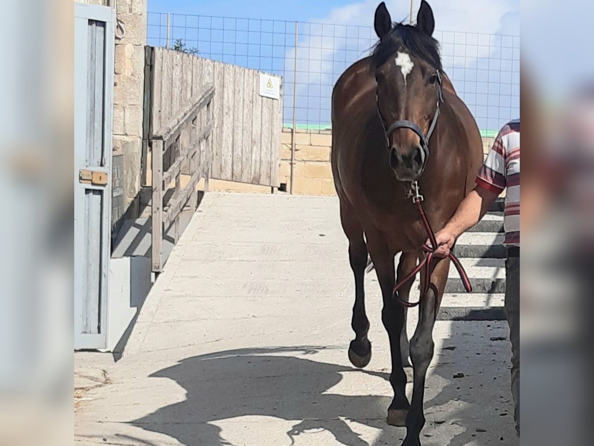 Irisches Vollblut Stute 15 Jahre 164 cm Brauner in Maghtab