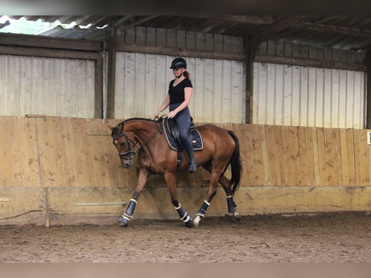 Irisches Vollblut Stute 4 Jahre 163 cm Brauner in Wijk en Aalburg