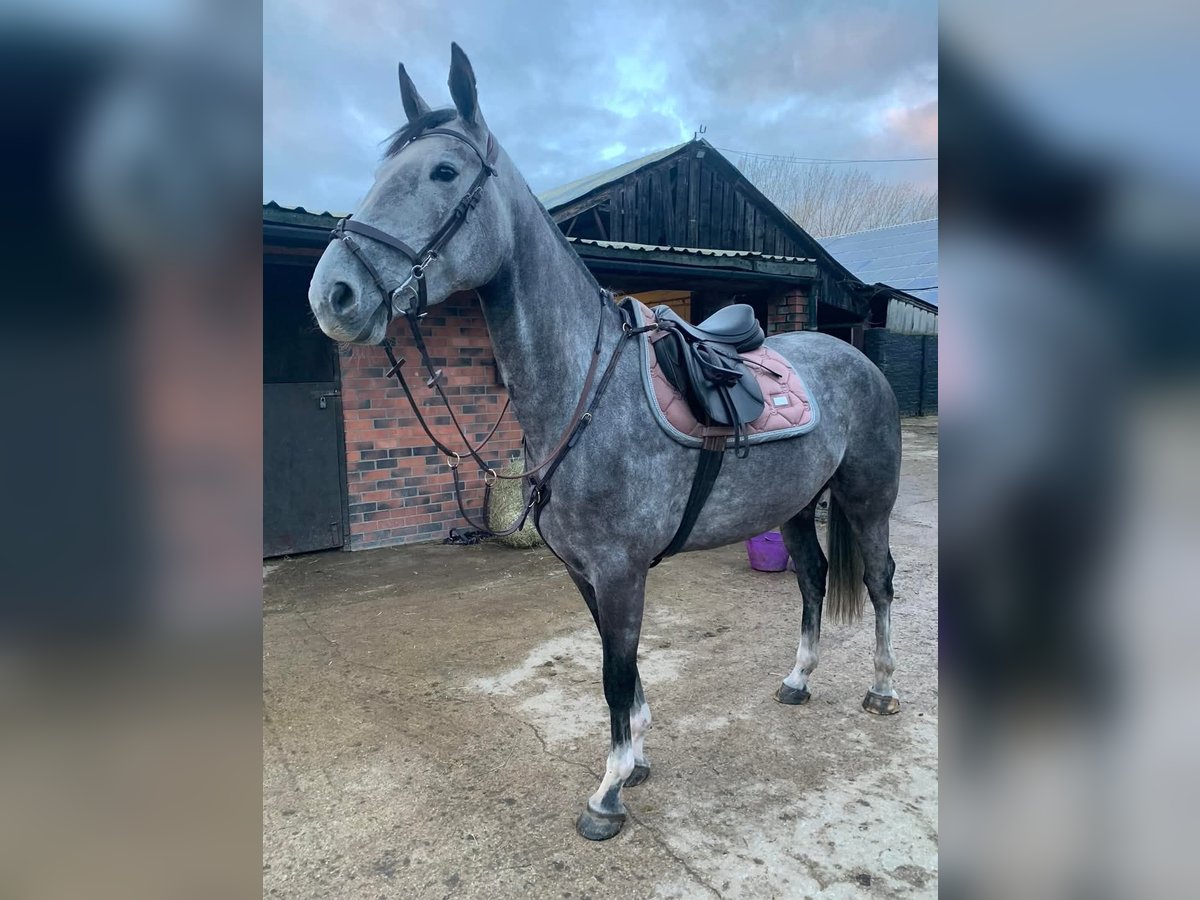 Irisches Vollblut Stute 6 Jahre 163 cm Schimmel in Aberdeen