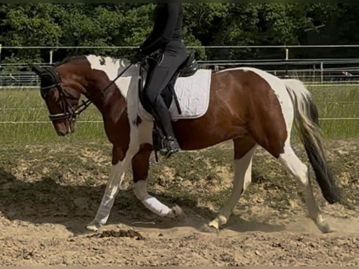 Irisches Vollblut Stute 7 Jahre 150 cm Schecke in D&#xFC;ren