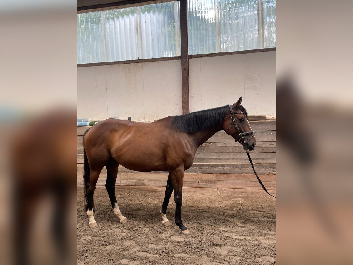 Irisches Vollblut Stute 7 Jahre 155 cm Brauner in Standenb&#xFC;hl