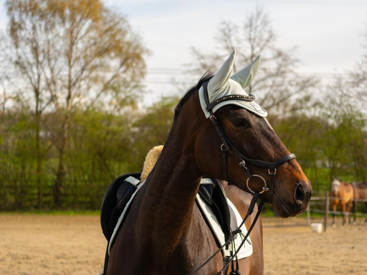 Irisches Vollblut Stute 8 Jahre 162 cm Schwarzbrauner in Nordkirchen