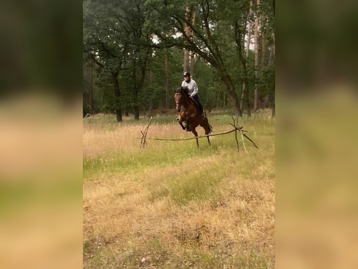 Irisches Vollblut Stute 8 Jahre 164 cm Brauner in Rindtorf