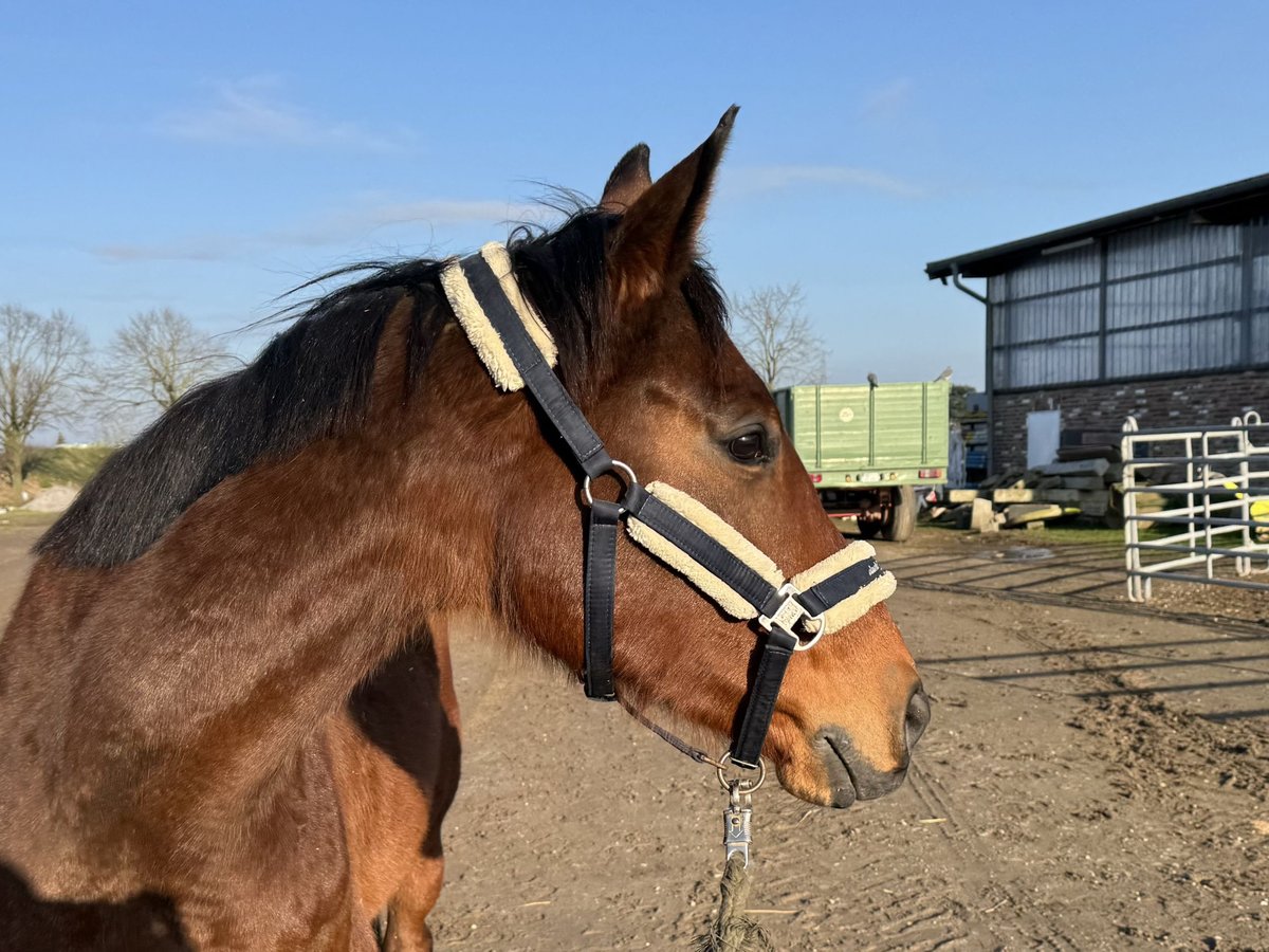 Irisches Vollblut Stute 8 Jahre 170 cm Brauner in Grevenbroich