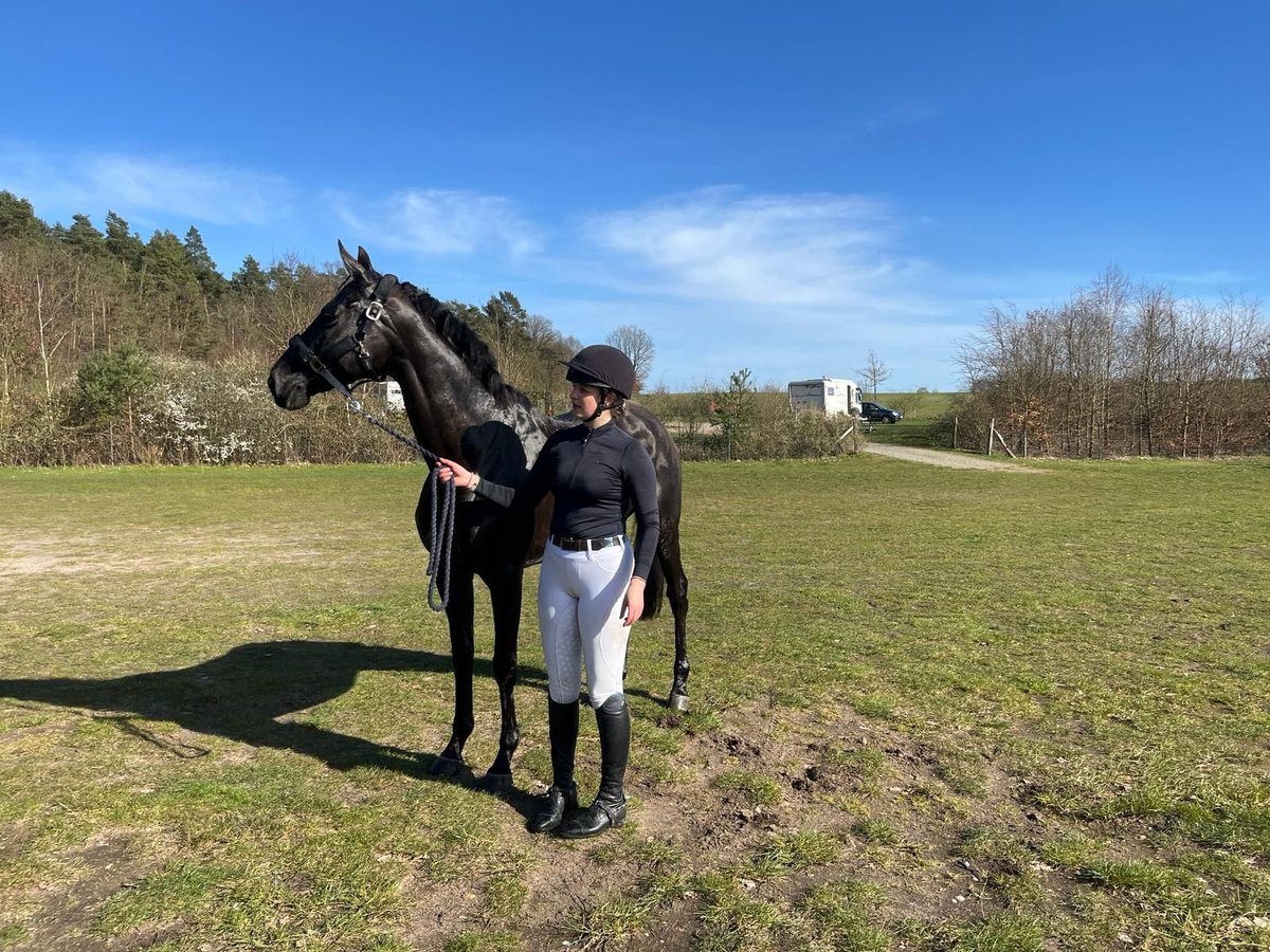 Irisches Vollblut Stute 8 Jahre 172 cm Schwarzbrauner in Sierksdorf/ Roge