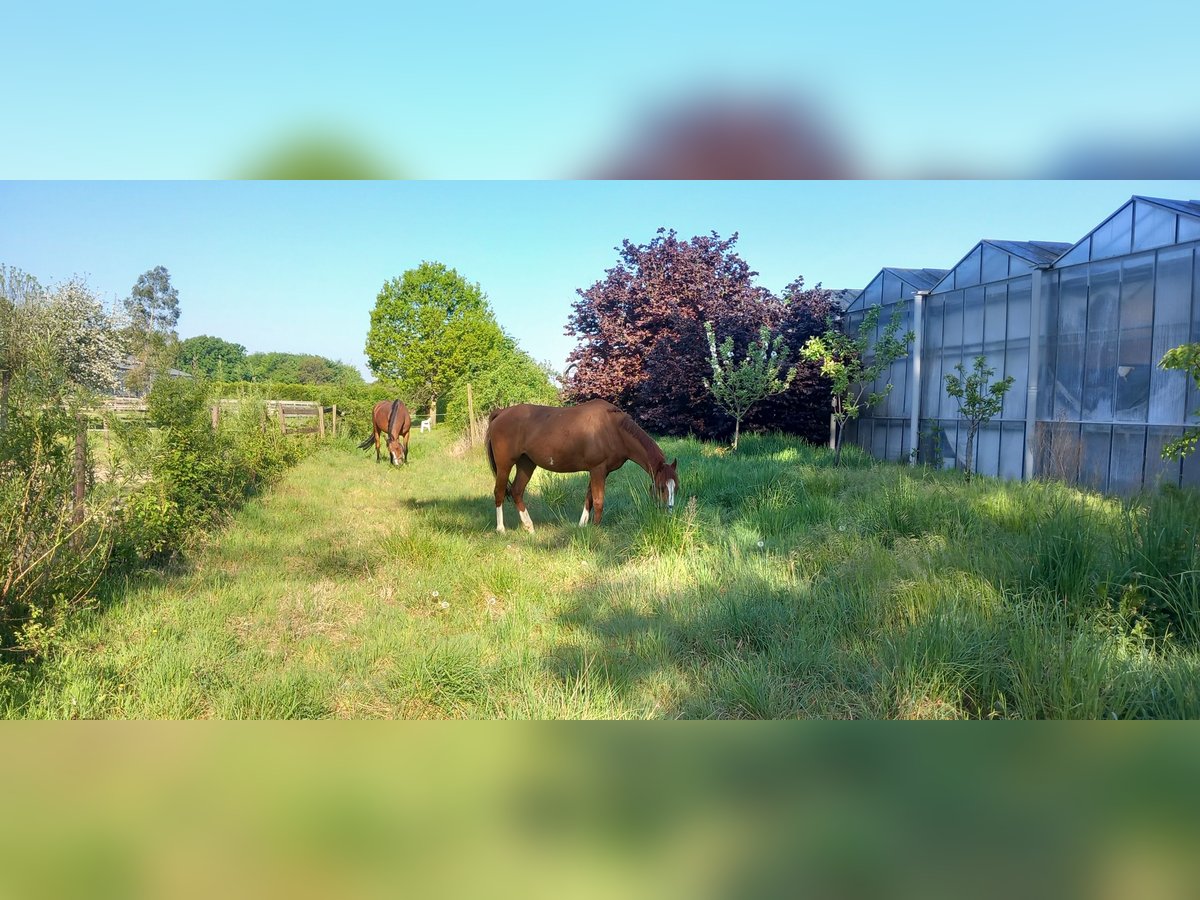 Irisches Vollblut Wallach 10 Jahre 162 cm Fuchs in Ardooie