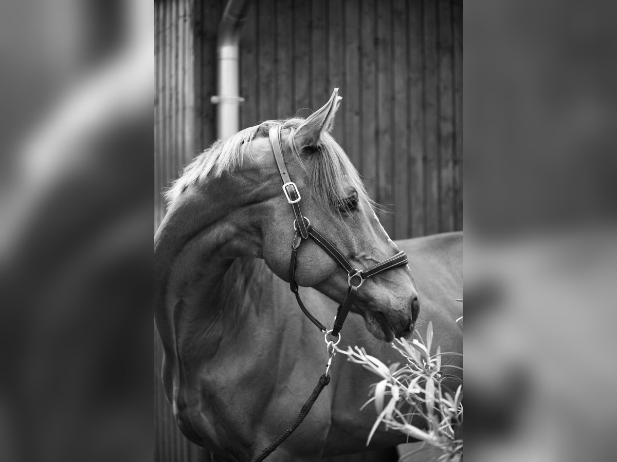 Irisches Vollblut Wallach 11 Jahre 165 cm Fuchs in Krefeld