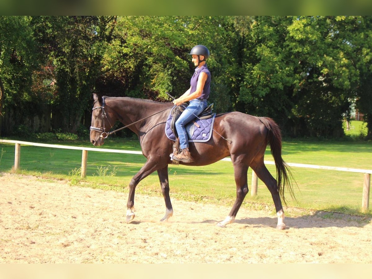 Irisches Vollblut Wallach 11 Jahre 175 cm Dunkelbrauner in Bienenbüttel Irisches Vollblut Wallach 11 Jahre 175 cm Dunkelbrauner in Bienenbüttel
