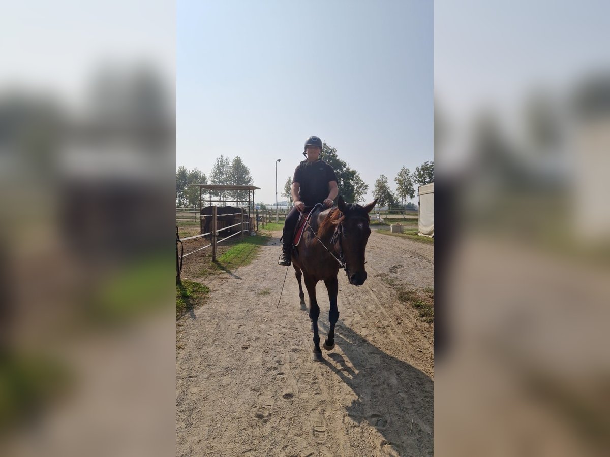 Irisches Vollblut Wallach 6 Jahre 170 cm Brauner in Brescia