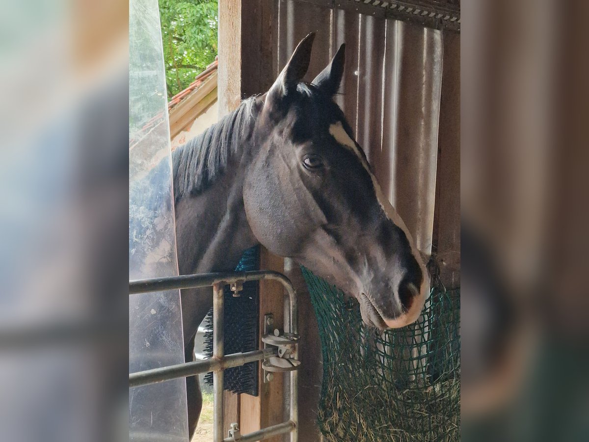 Irisches Vollblut Wallach 8 Jahre 160 cm Schwarzbrauner in Ansbach