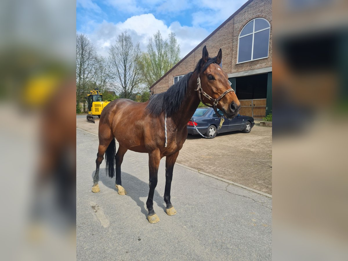 Irisches Vollblut Wallach 9 Jahre 165 cm Dunkelbrauner in Bochum