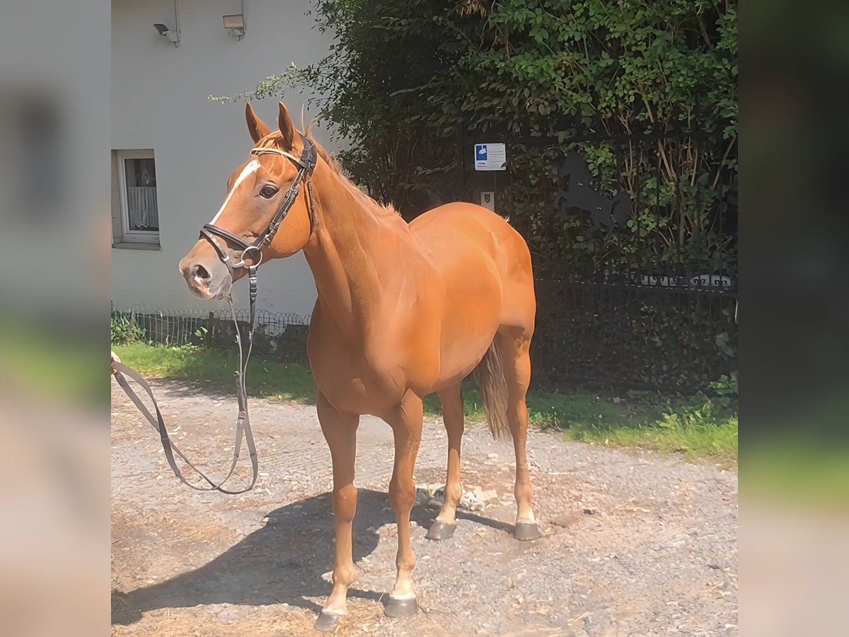Irish Sport Horse Gelding 10 years 15,3 hh Chestnut in Lage