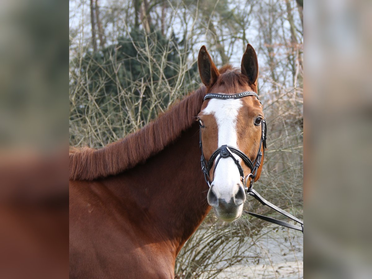 Irish Sport Horse Gelding 10 years 16 hh Chestnut-Red in Wachtendonk