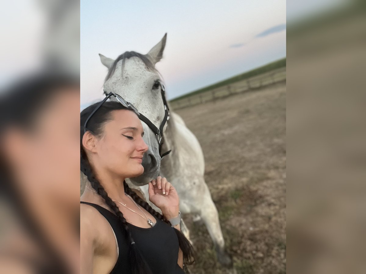Irish Sport Horse Gelding 11 years 15,2 hh Gray-Dapple in GangeltGangelt