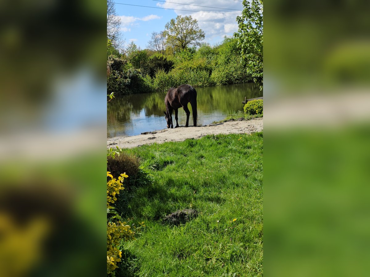 Irish Sport Horse Gelding 11 years 17,1 hh Bay-Dark in Sulingen