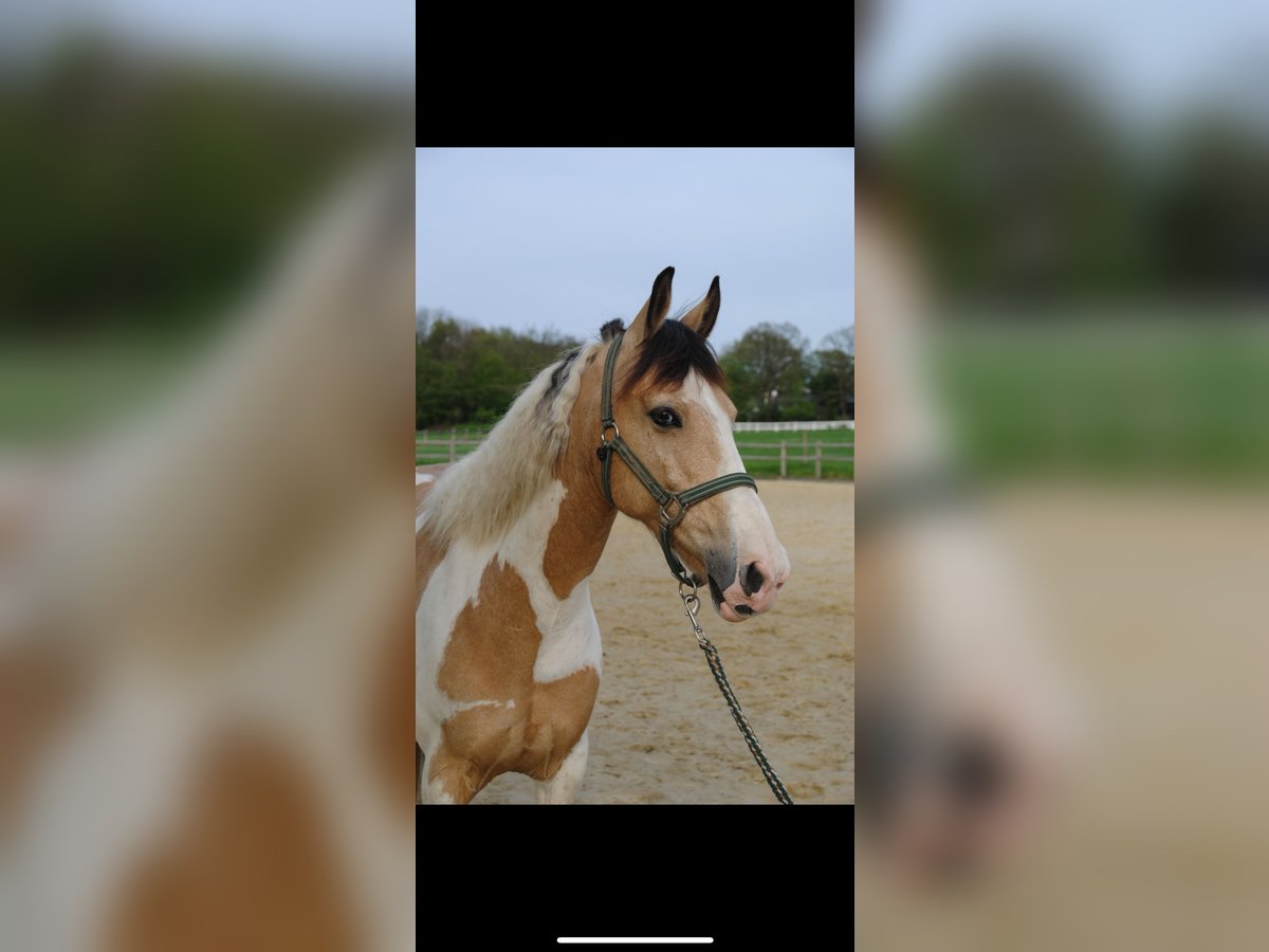 Irish Sport Horse Gelding 12 years 14,1 hh Pinto in Langenfeld