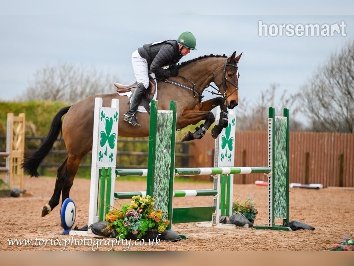 Irish Sport Horse Gelding 12 years 17,1 hh Bay in Castlewellen