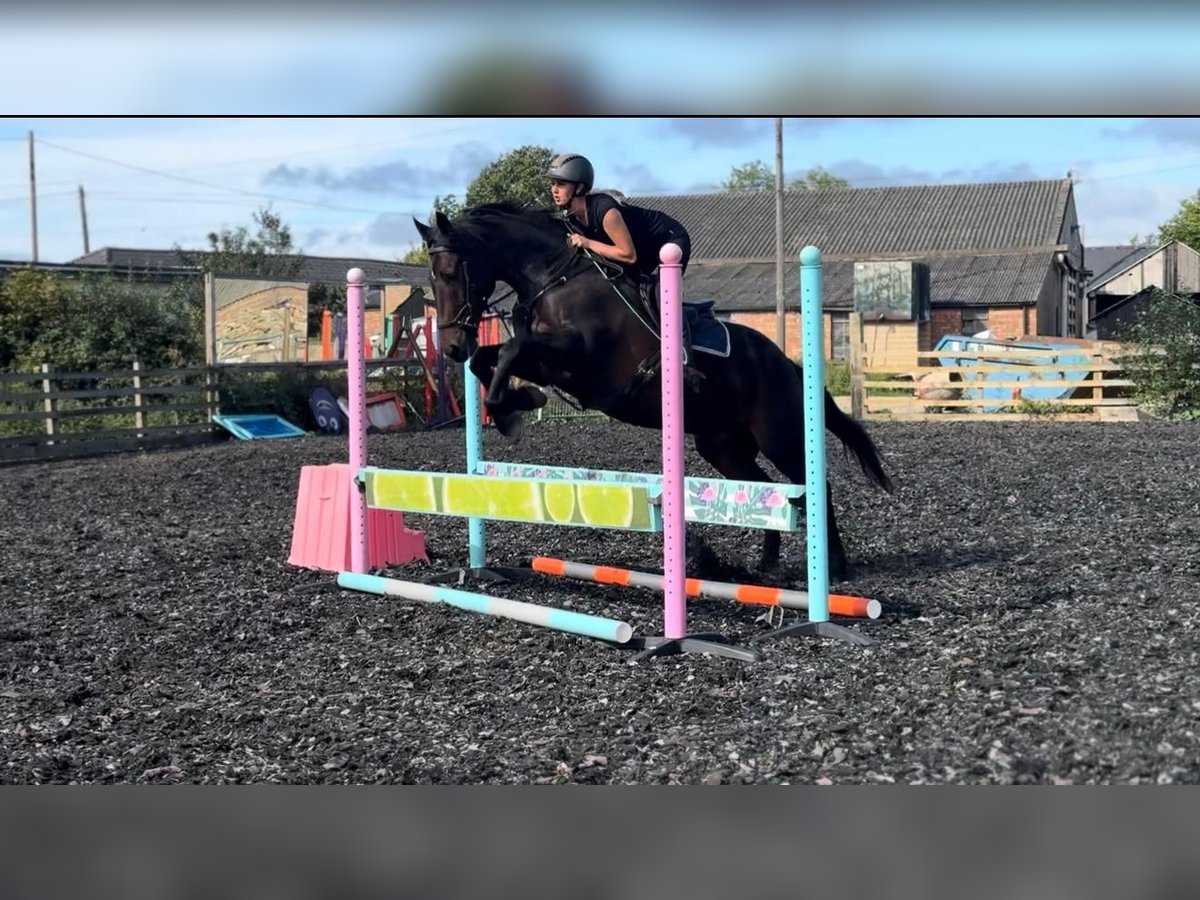 Irish Sport Horse Gelding 14 years 16,2 hh Bay in london