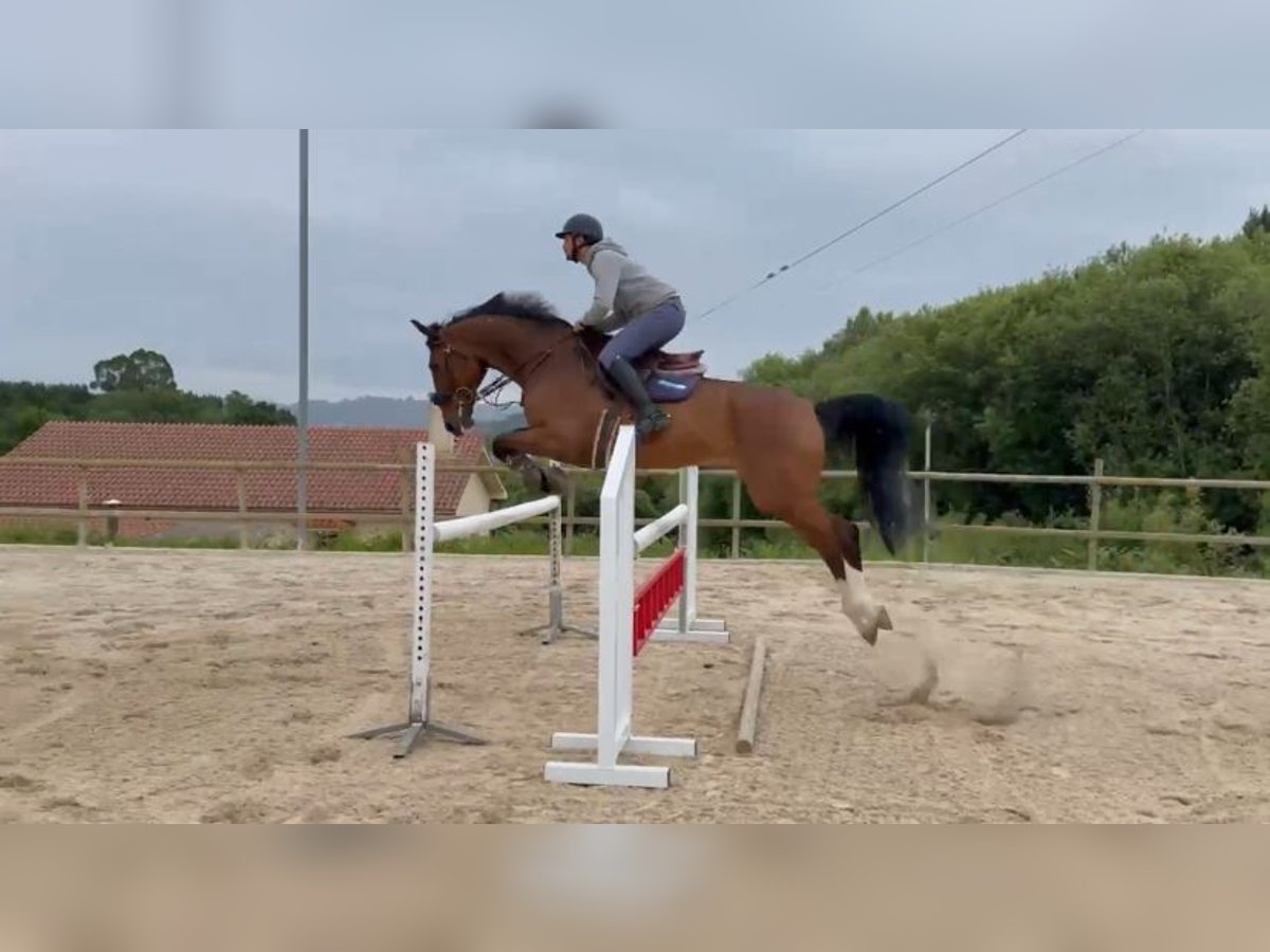 Irish Sport Horse Gelding 16 years 16 hh Brown in A Coru&#xF1;a