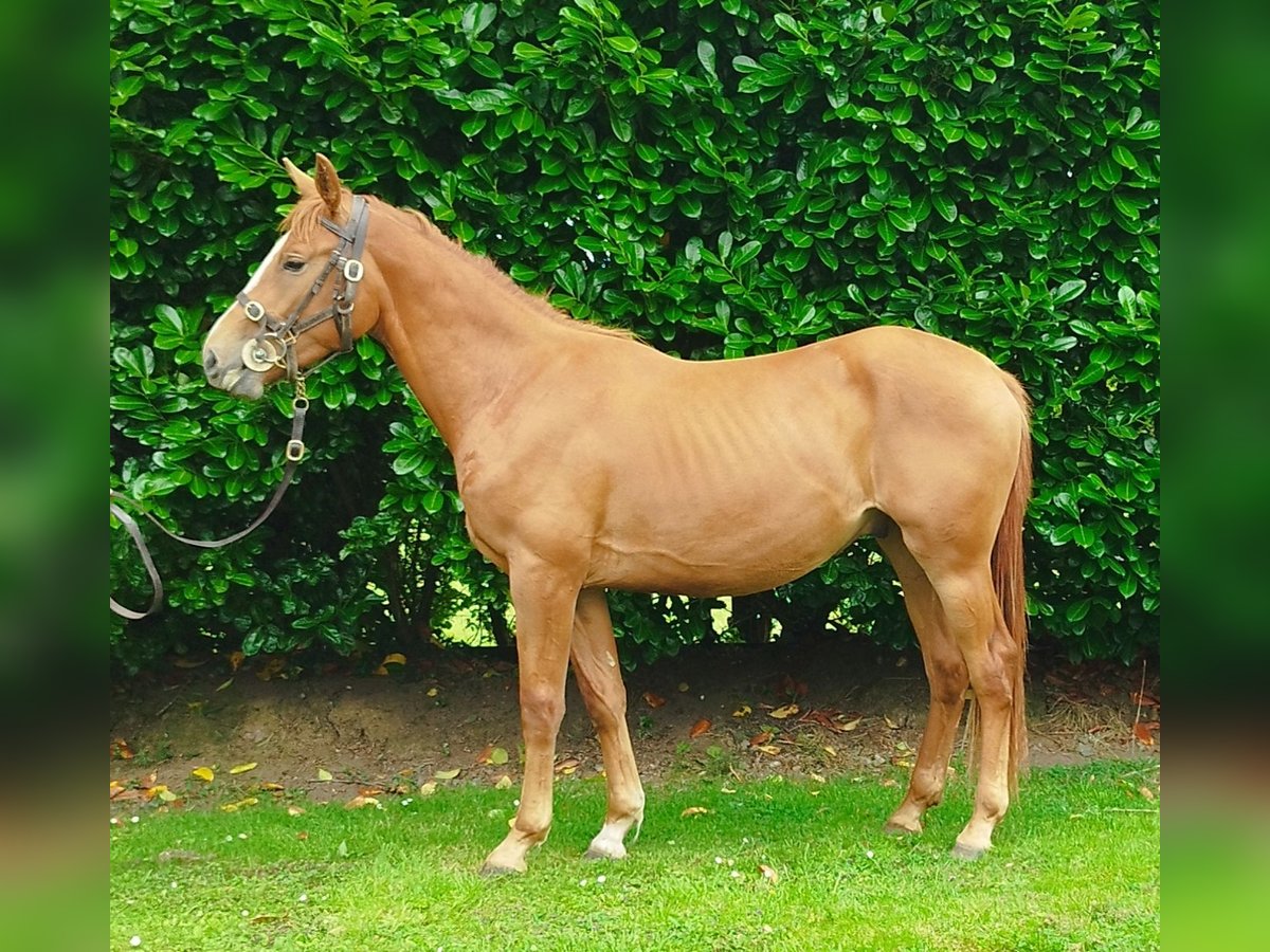 Irish Sport Horse Gelding 2 years 15,2 hh Chestnut in Kells, Co. Meath