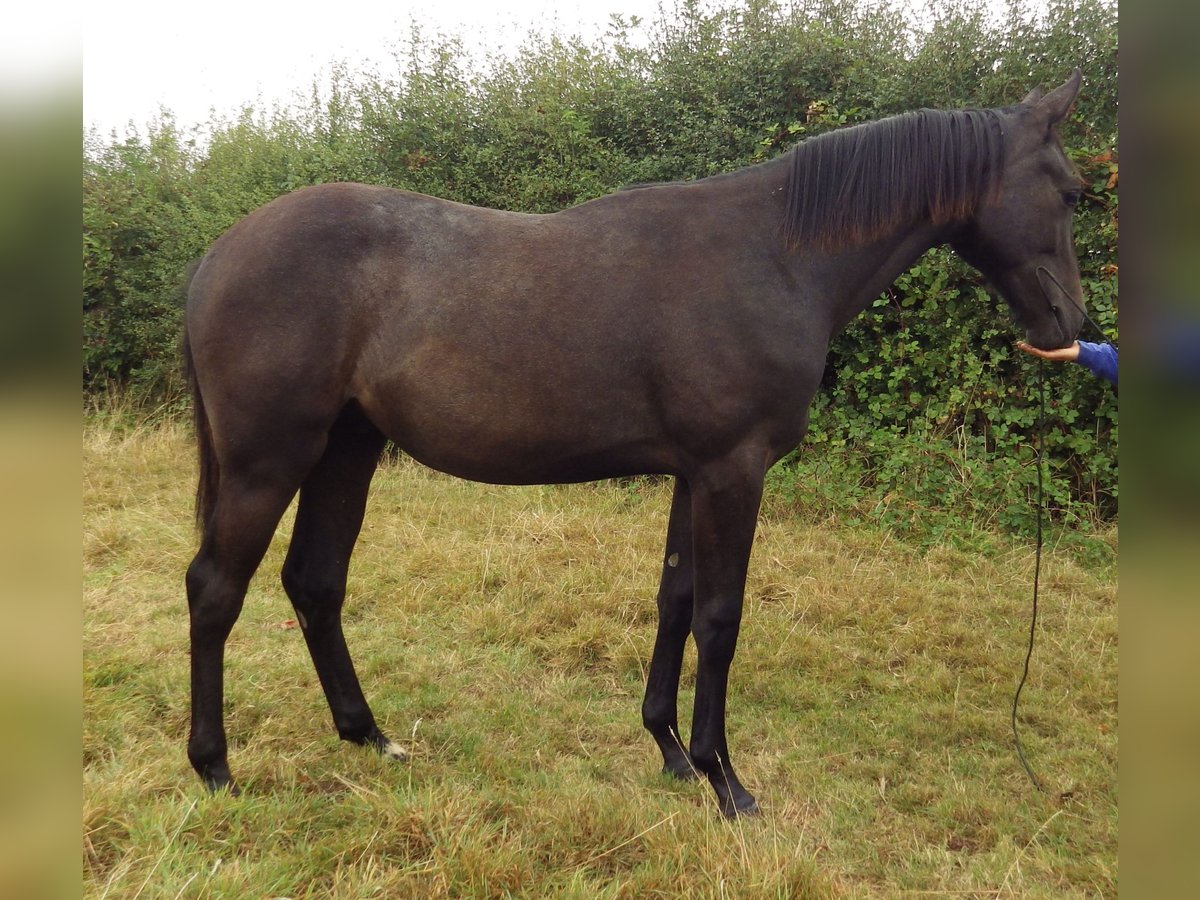 Irish Sport Horse Gelding 2 years 17 hh Gray in Lincoln