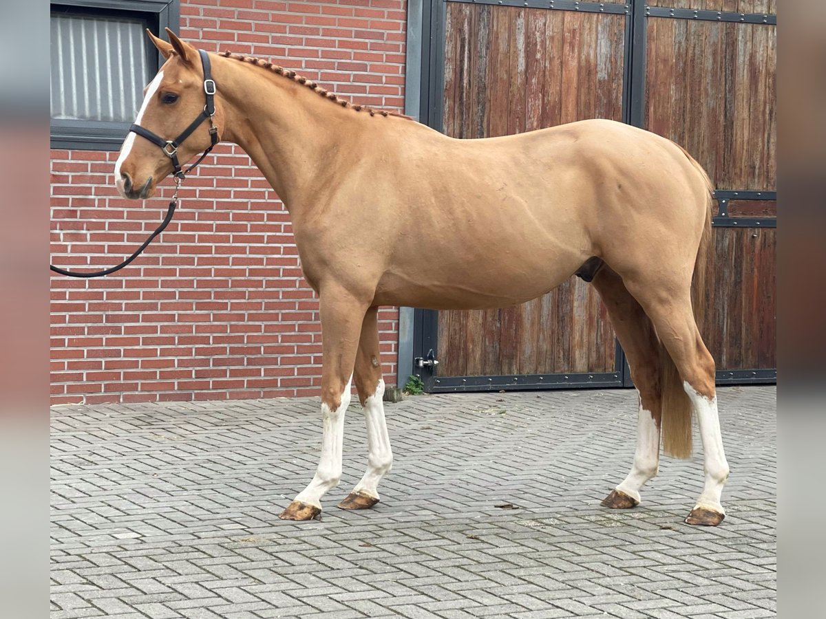 Irish Sport Horse Gelding 3 years 15,3 hh Chestnut-Red in Zieuwent