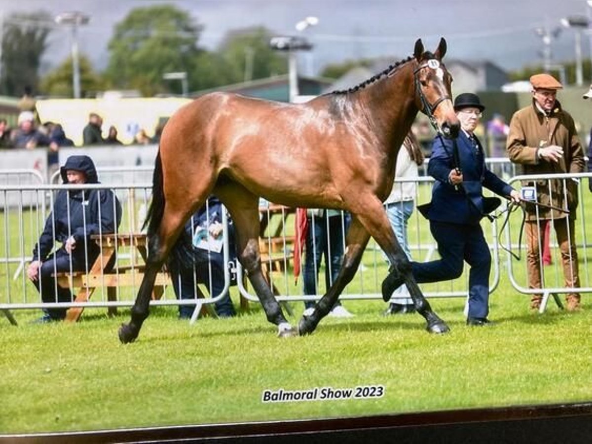 Irish Sport Horse Gelding 3 years 16,3 hh Bay in Listowel