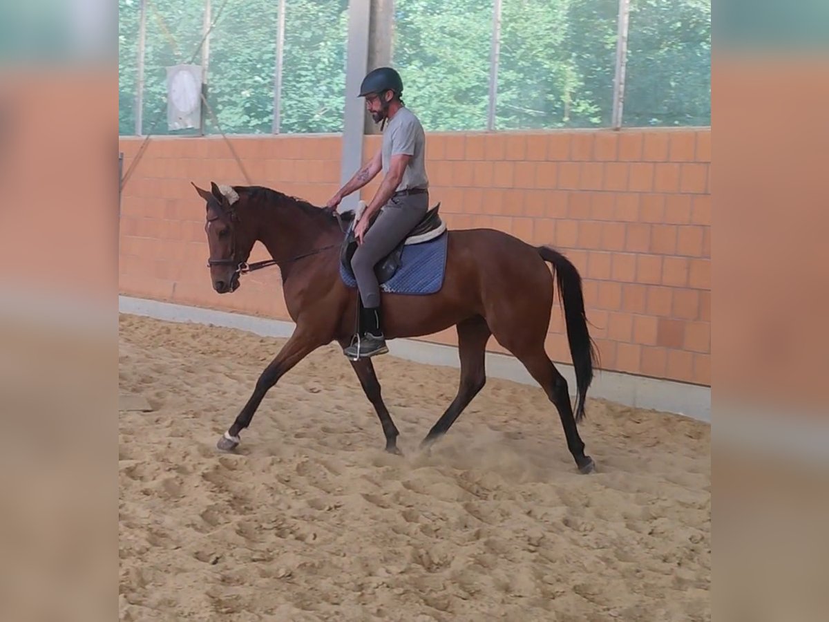 Irish Sport Horse Gelding 3 years 16 hh Brown in Lage