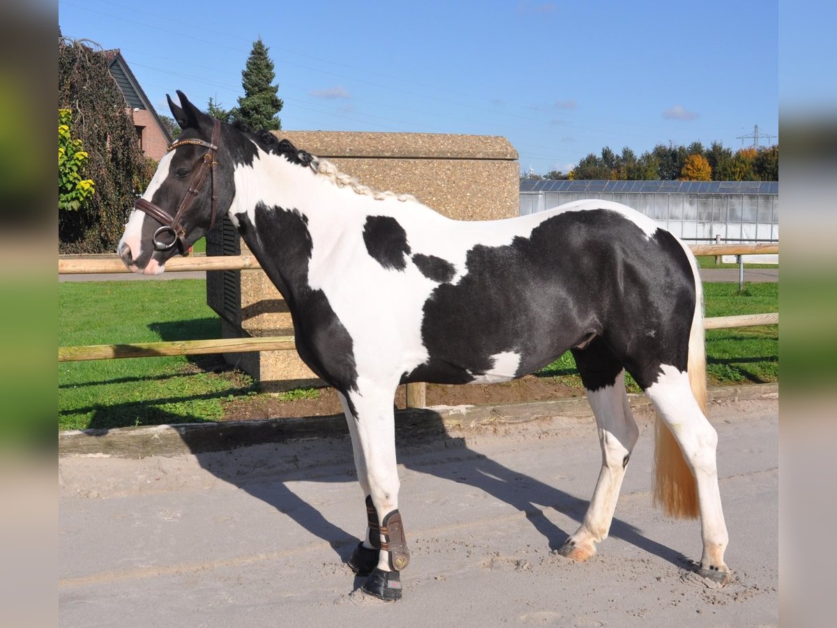 Irish Sport Horse Gelding 4 years 14,1 hh Pinto in Venlo