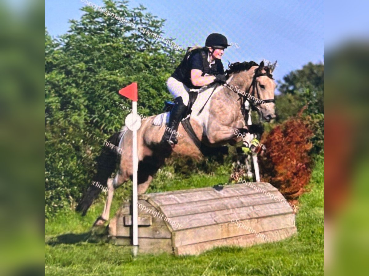 Irish Sport Horse Gelding 4 years 14,2 hh Dun in Down