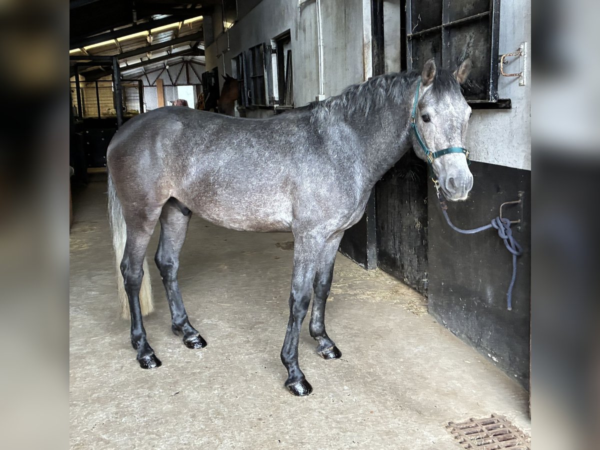 Irish Sport Horse Gelding 4 years 14,2 hh Gray in Stranorlar
