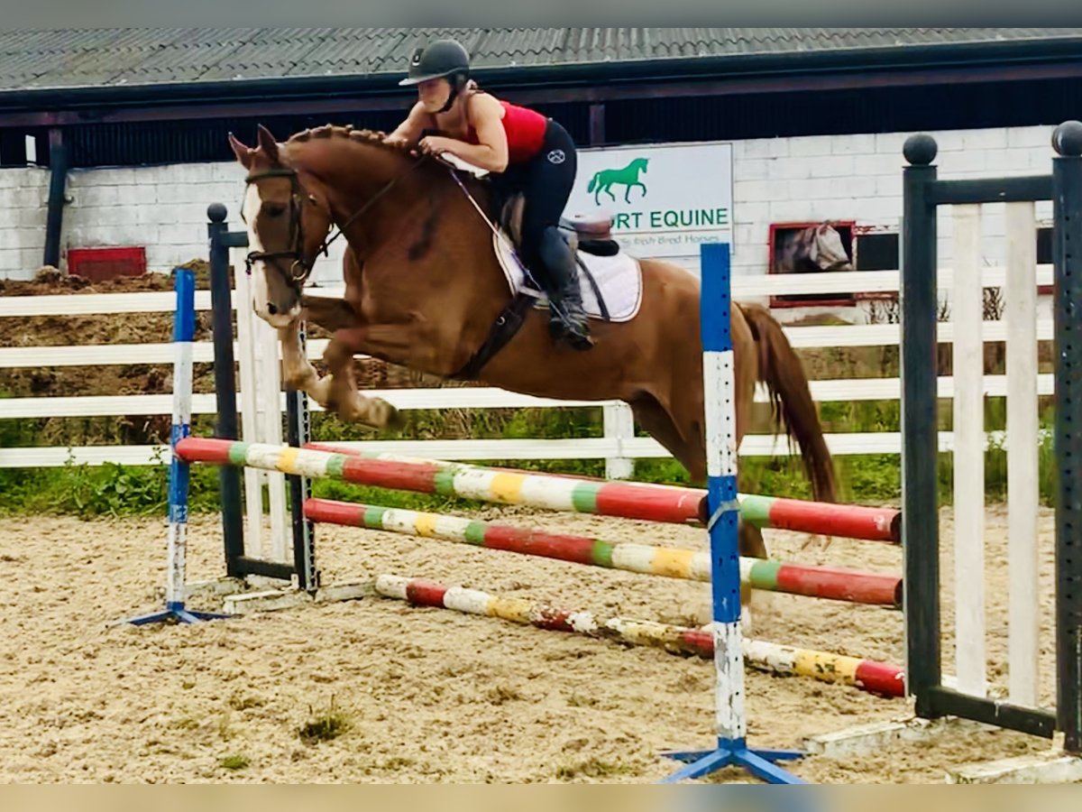 Irish Sport Horse Gelding 4 years 15,2 hh Chestnut-Red in Mountrath