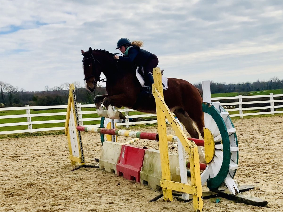 Irish Sport Horse Gelding 4 years 15,3 hh Brown in Mountrath