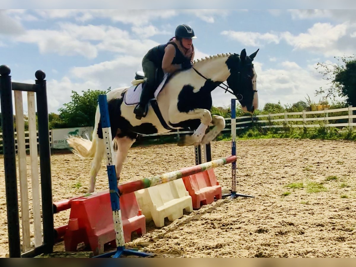 Irish Sport Horse Gelding 4 years 15,3 hh Pinto in Mountrath