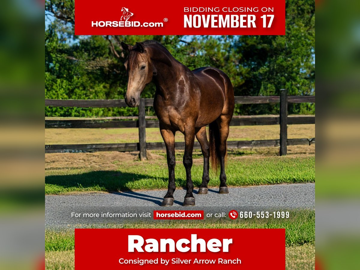 Irish Sport Horse Mix Gelding 4 years 15 hh Buckskin in Ocala