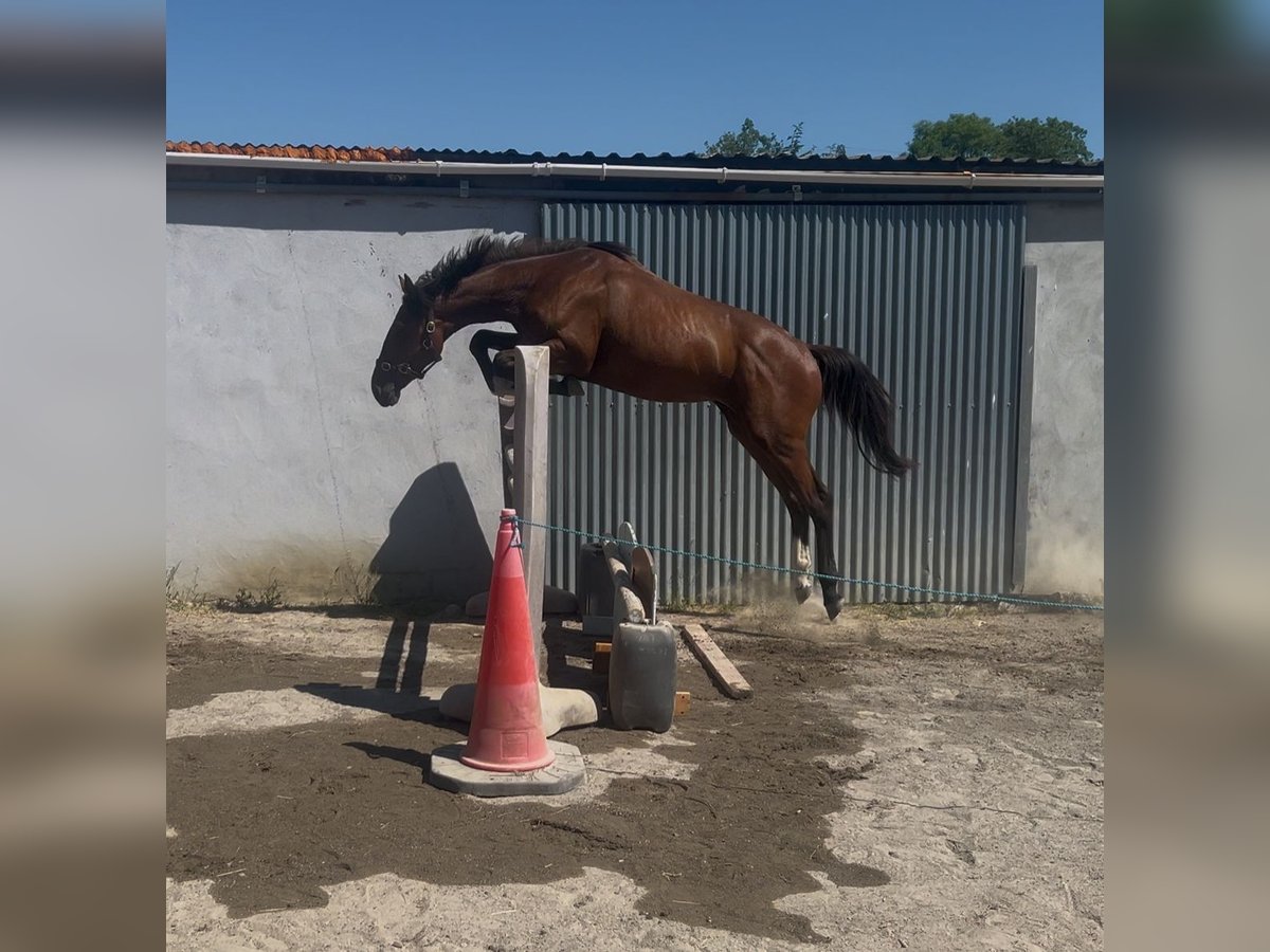 Irish Sport Horse Gelding 4 years 15,2 hh Bay in Galway