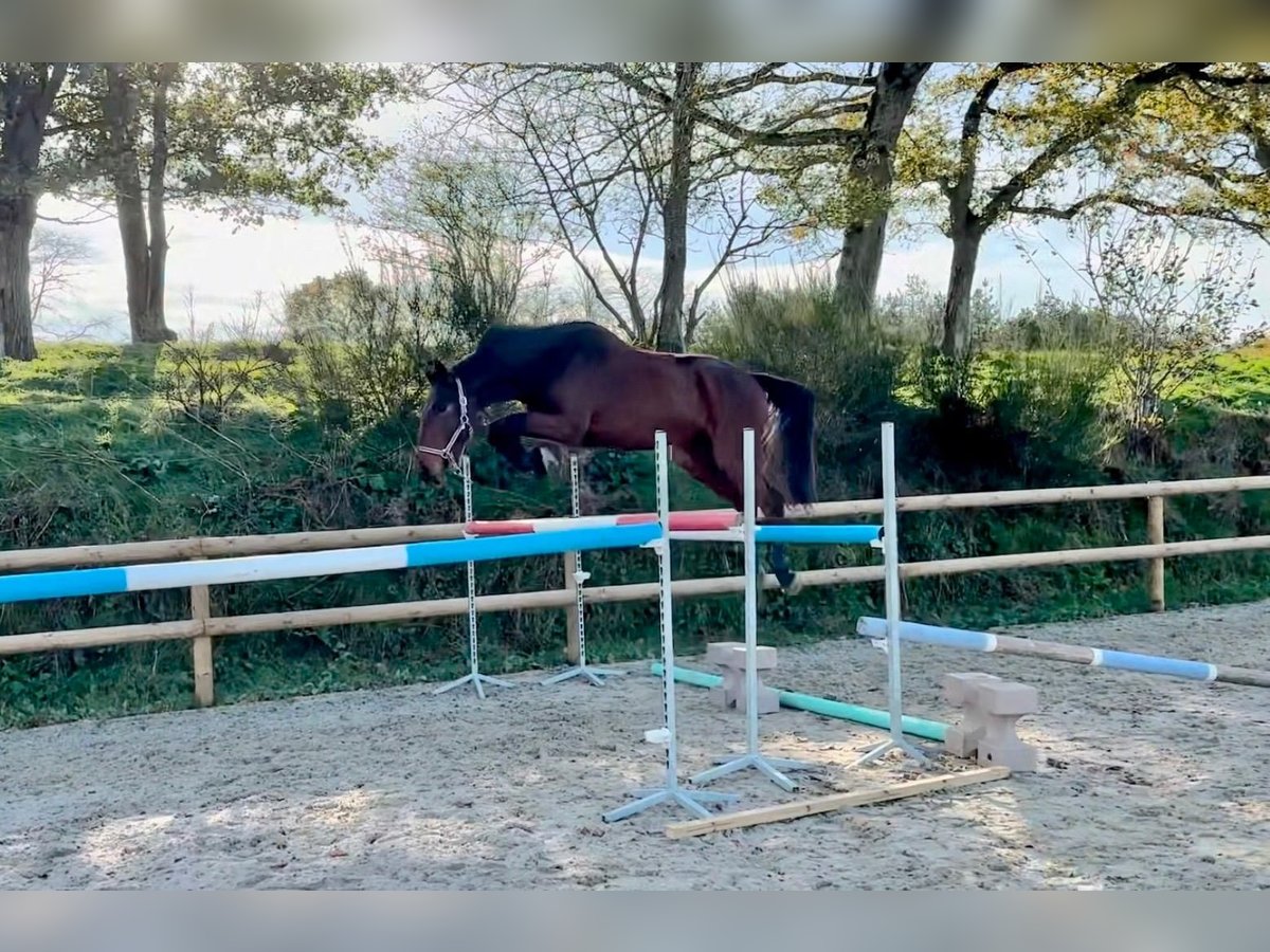 Irish Sport Horse Gelding 4 years 16,1 hh in Le Fenouiller