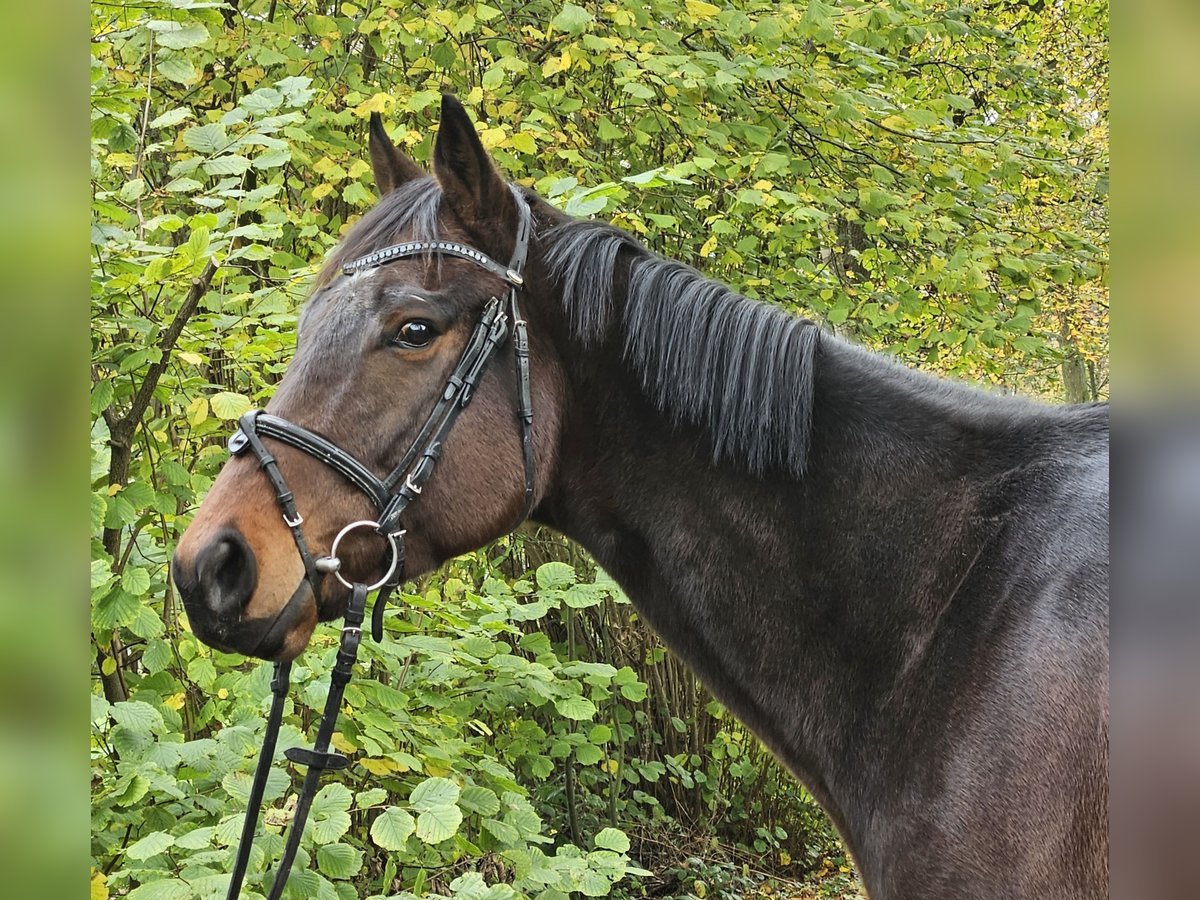 Irish Sport Horse Gelding 4 years 16,3 hh Smoky-Black in Nettetal