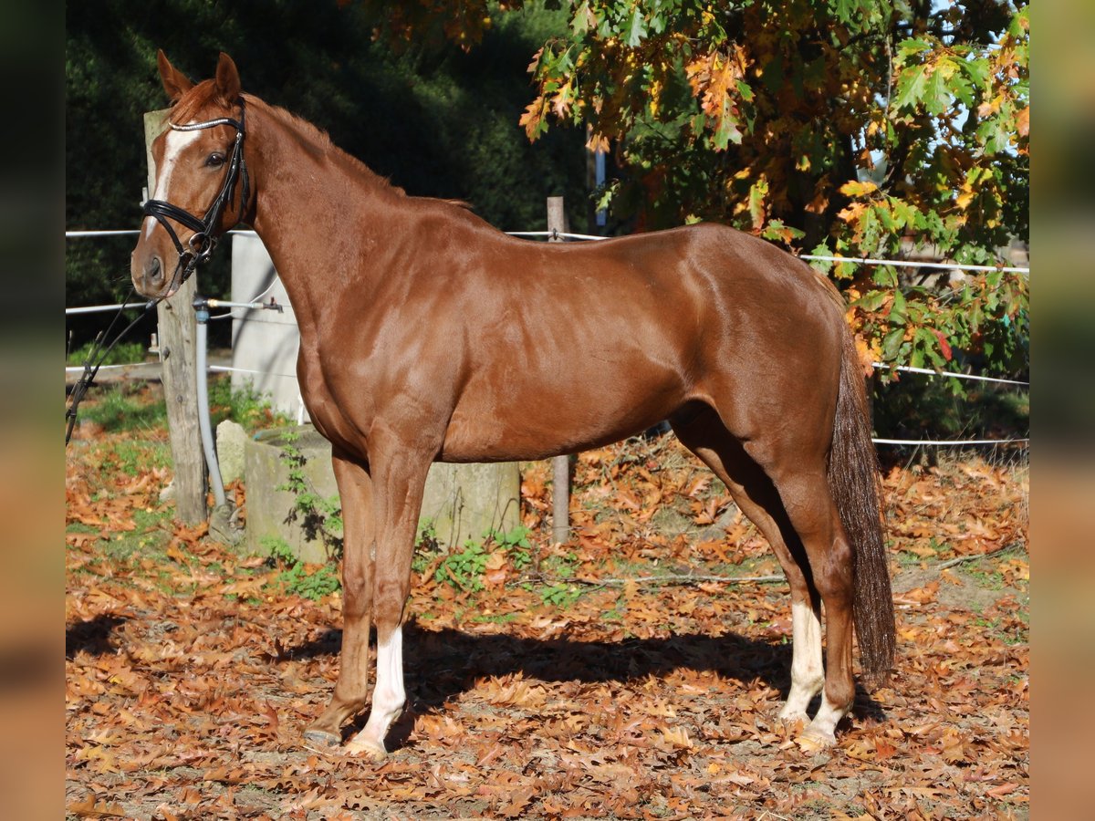 Irish Sport Horse Mix Gelding 4 years 16 hh Chestnut-Red in Wielen