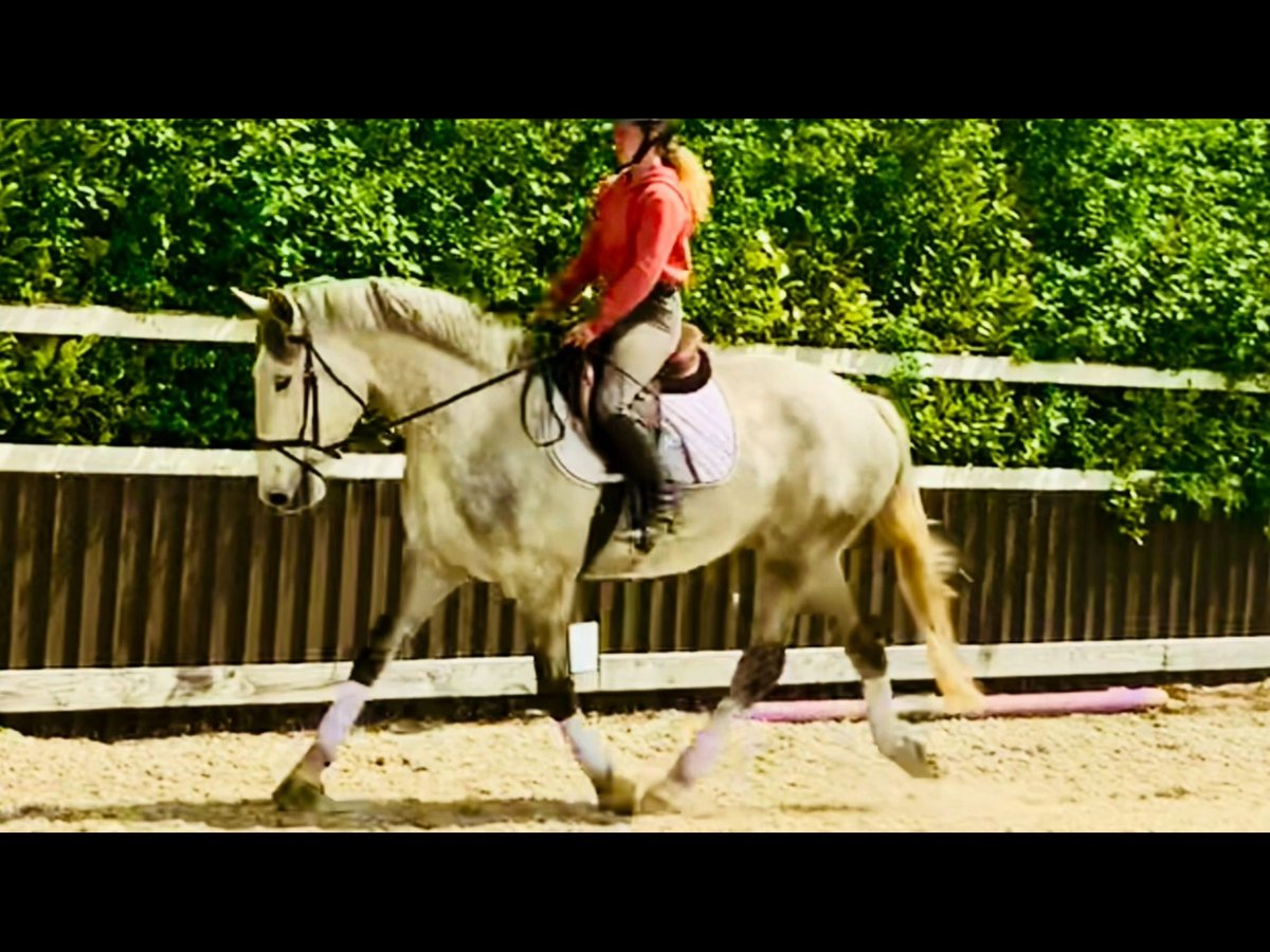 Irish Sport Horse Gelding 4 years 16 hh Gray in Mountrath