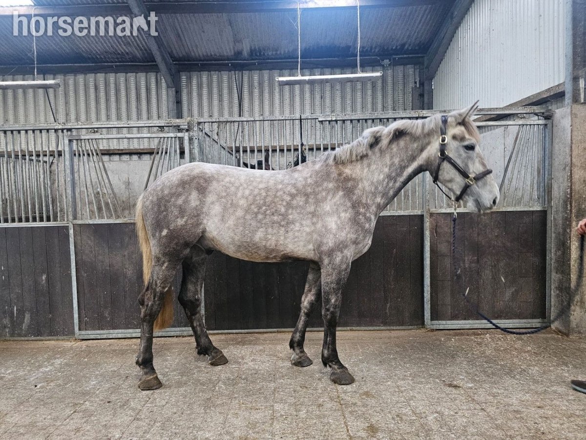 Irish Sport Horse Gelding 4 years 16,2 hh Grey in Lismore