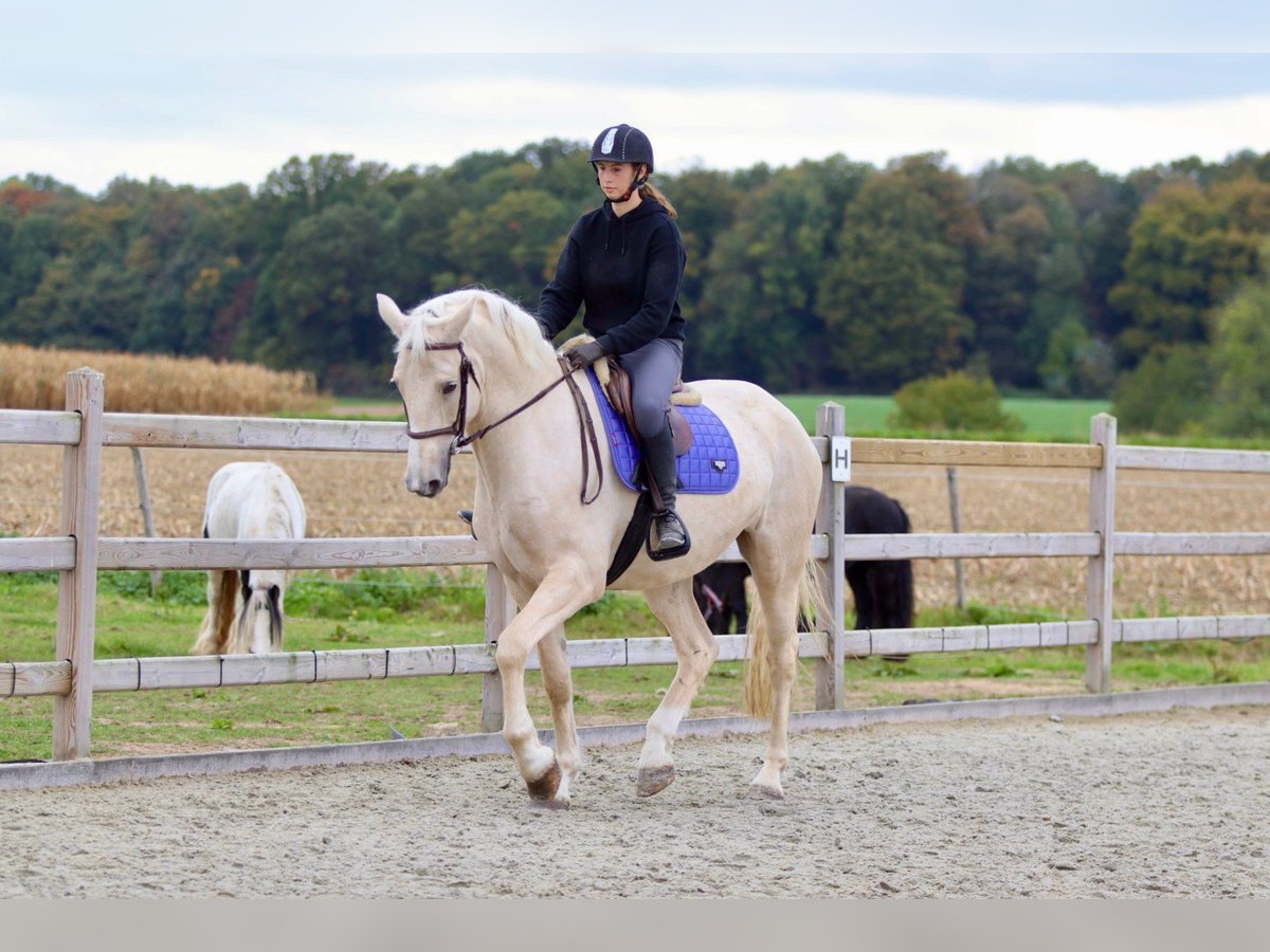 Irish Sport Horse Gelding 4 years 16,2 hh Palomino in Bogaarden Irish Sport Horse Gelding 4 years 16,2 hh Palomino in Bogaarden