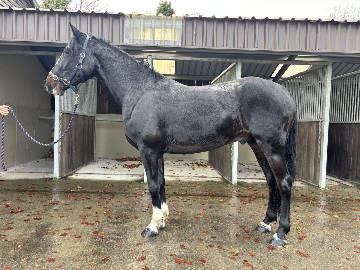 Irish Sport Horse Gelding 5 years 14,2 hh Bay-Dark in Kildare
