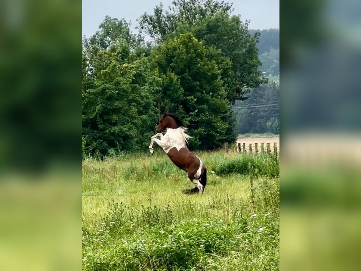 Irish Sport Horse Gelding 5 years 15,1 hh Pinto in Bockenem