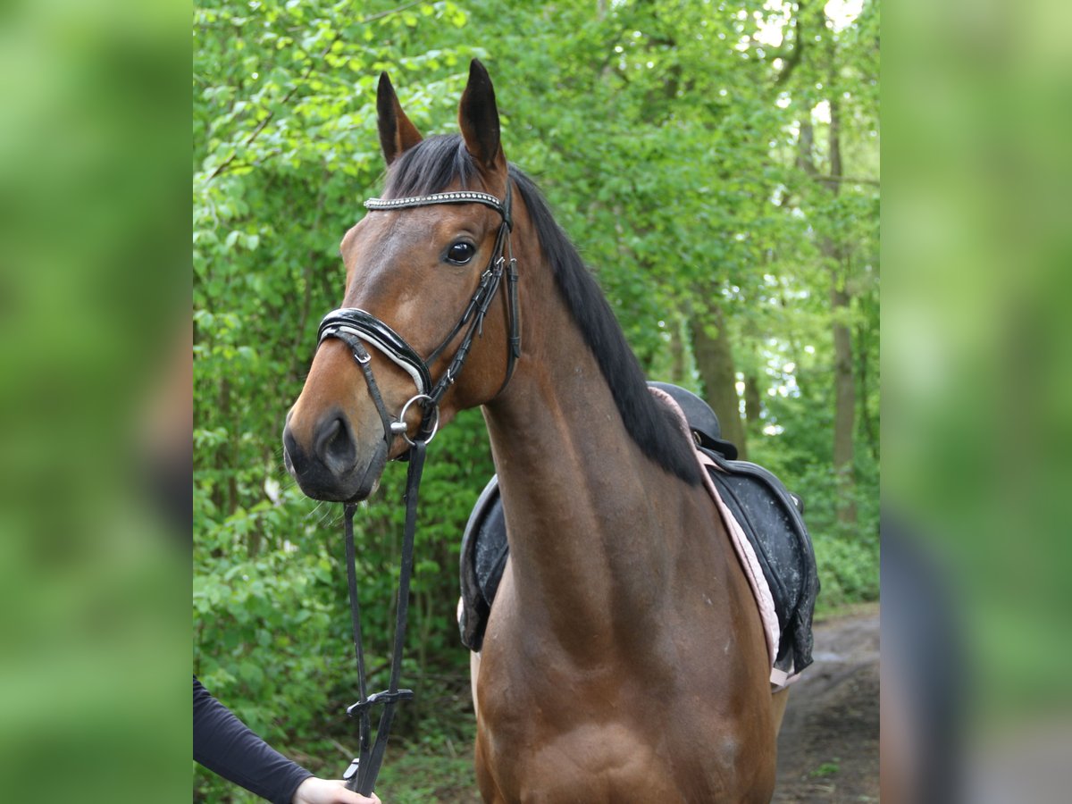 Irish Sport Horse Gelding 5 years 15,2 hh Brown in Nettetal